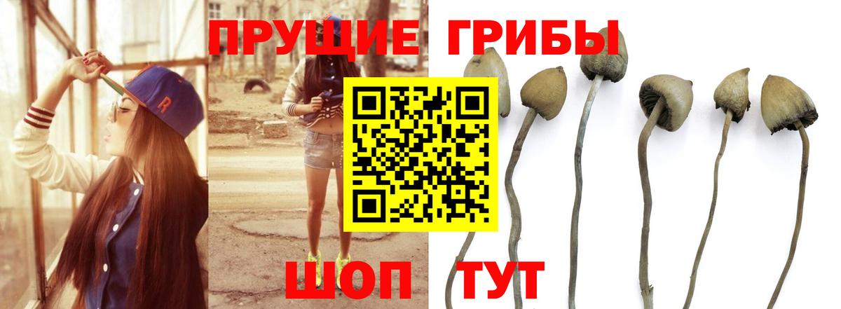 Псилоцибиновые грибы прущие грибы Алексеевка